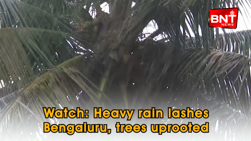 Watch Heavy rain lashes Bengaluru, trees uprooted