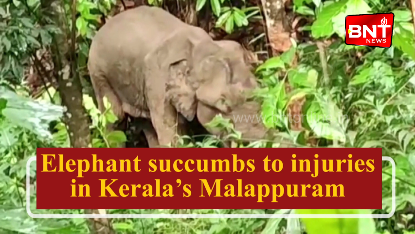 Elephant succumbs to injuries in Kerala’s Malappuram