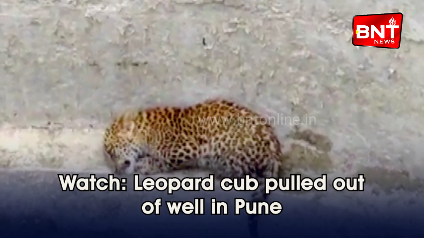 Watch Leopard cub pulled out of well in Pune
