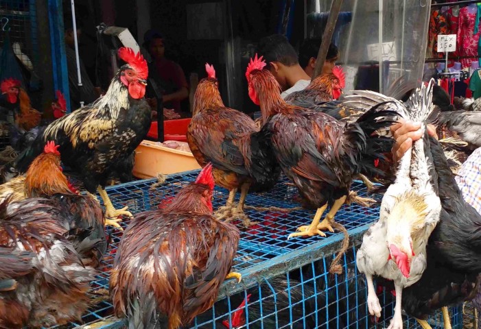 मप्र में बर्डफ्लू का बढ़ता दायरा चिंताजनक