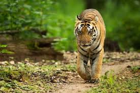 बिहार : 3 लोगों की जान लेने वाली बाघिन को वन विभाग ने पकड़ा, पटना चिड़ियाघर में किया जाएगा शिफ्ट