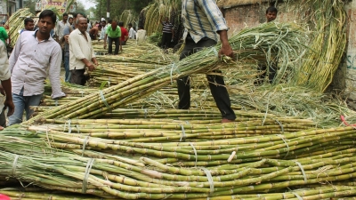 यूपी सरकार का दावा, 4 साल में 45.44 लाख गन्ना किसानों को 130,000 करोड़ रुपये का भुगतान