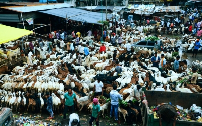 बिहार में बकरीद को लेकर ऑनलाइन हो रही बकरों की बिक्री