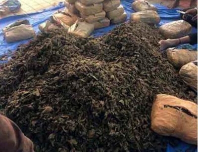 हैदराबाद से महाराष्ट्र जा रहे ट्रक से 1,820 किलो गांजा जब्त