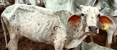 लंपी वायरस: यूपी में अब तक लगे 1 करोड़ 25 लाख टीके