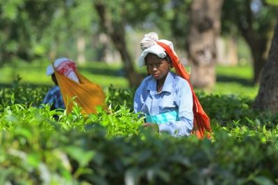 चाय बोर्ड ने छोटे चाय बागानों के मुद्दों के समाधान के लिए अलग कोर कमेटी बनाई