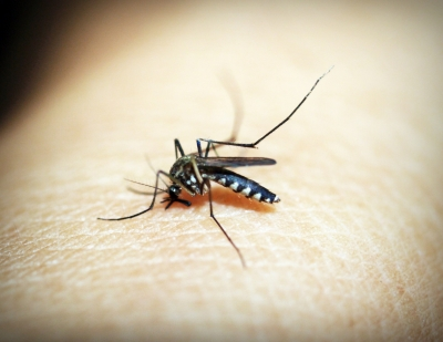 असम में डेंगू और जापानी इन्सेफेलाइटिस के मामलों में हुई वृद्धि