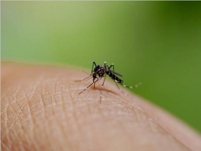 उच्च तापमान में अधिक खतरनाक हो जाता है डेंगू वायरस : अध्ययन