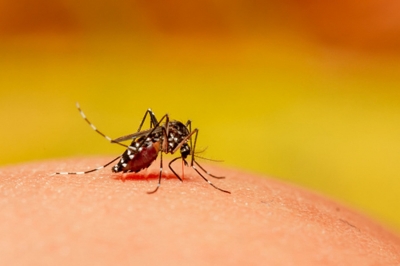 दिल्ली में डेंगू और मलेरिया के मामलों में वृद्धि मौसमी है : डॉ. हर्ष भारद्वाज