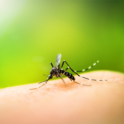 नोएडा में बढ़ता जा रहा डेंगू का डंक, 30 नए मरीज सामने आए
