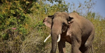 असम में जंगली हाथियों पर हमला करने के आरोप में एक व्यक्ति गिरफ्तार